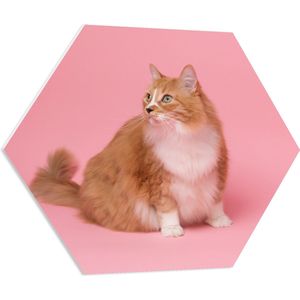 WallClassics - PVC Schuimplaat Hexagon - Oranje Kat met Witte Vlek op Roze Achtergrond - 70x60.9 cm Foto op Hexagon (Met Ophangsysteem)