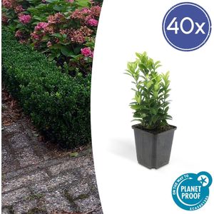 40x Japanse kardinaalsmuts 'Green Spire' - Euonymus - Ideale Haag plant - 15 cm - Ø9cm