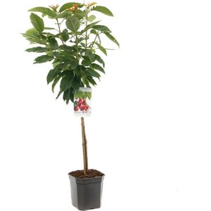 Prunus avium Bigarreau Napoléon | geelrode kers | laagstam