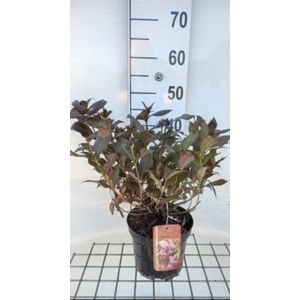 2 x Weigela hybr. 'Minor Black'® ('verweig3') - Weigela, Weigelia 30- 40 cm in pot