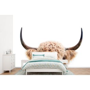 Koe - Hoorns - Dieren - Natuur - Behangpapier
