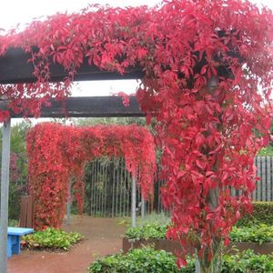 3 x Wilde Wingerd / Parthenocissus Engelmannii - Klimplant | Rood bladerig in de herfst - Meerjarig en Winterharde Tuinplant | 3 x 1,5 liter pot