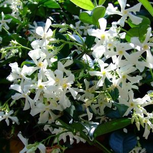 32 x Toscaanse Jasmijn Wit - Geurende Sterjasmijn - Klimplant Wintergroen - Trachelospermum jasminoides in C2(liter) pot met hoogte 50-60cm