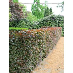 Rode Beuk Fagus sylvatica Atropunicea 100-125 cm in Pot, 12x Haagplant