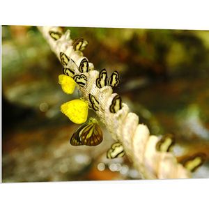 PVC Schuimplaat - Dik Gedraaid Touw vol Zwart met Gele Vlinders - 100x75 cm Foto op PVC Schuimplaat (Met Ophangsysteem)