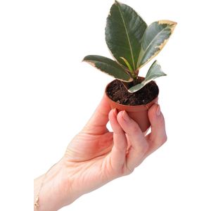 PLNTS - Baby Ficus Tineke (Vijg) - Kamerplant Rubberboom - Kweekpot 6 cm - Hoogte 15 cm