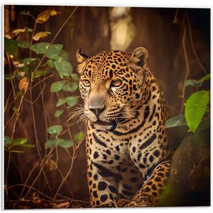 PVC Schuimplaat - Sluipende Jaguar met Helder Oranje Ogen door het Bos - 50x50 cm Foto op PVC Schuimplaat (Met Ophangsysteem)
