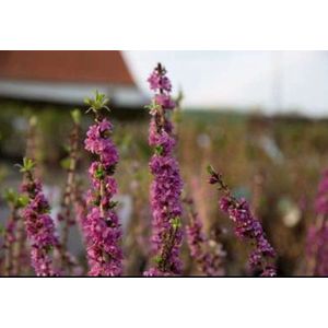 2 x Daphne mez. 'Rubra' - Rood Peperboompje 40- 50 cm in pot