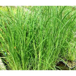 Zwarte Zegge (Carex nigra) - Filterplant - Zwemvijver beplanting - 10 losse planten - Om zelf op te potten - Vijverplanten Webshop
