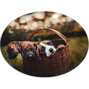 Dibond Ovaal - Drie Puppy's in Rieten Mandje in het Grasveld - 80x60 cm Foto op Ovaal (Met Ophangsysteem)