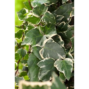 Hedera alg. 'Gloire de Marengo' 70- 80cm - 2 stuks - bonte bladeren - klimop - wintergroen - 2 liter pot