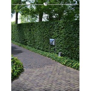 Groene Beuk Fagus sylvatica 100-125 cm in Pot, 7x Haagplant