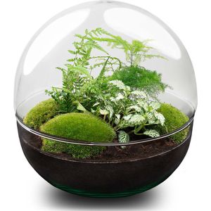 Terrarium - Dome XL - ↑ 30 cm - Ecosysteem plant - Kamerplanten - DIY planten terrarium - Mini ecosysteem