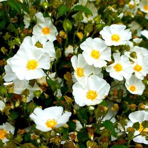 Cistrusroos (Cistus) 'Obtusifolius' | 1 stuk | groenblijvende vaste plant | wintergroen | Rotsplant | plant voor rotstuin | alpine plant | 11x11 cm Kwekerspot