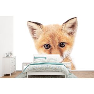 Vos - Dieren - Oranje - Natuur - Behangpapier