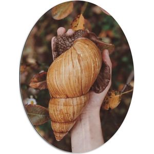 Dibond Ovaal - Slak - Schelp - Groot - Hand - Natuur - Bladeren - Herfst - 60x80 cm Foto op Ovaal (Met Ophangsysteem)