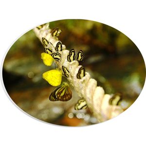 PVC Schuimplaat Ovaal - Dik Gedraaid Touw vol Zwart met Gele Vlinders - 28x21 cm Foto op Ovaal (Met Ophangsysteem)