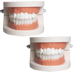 2 Pieces Anatomical Dental Demonstration Model - Dental Education - Oral Care