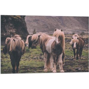 WallClassics - Vlag - Kudde Friese Paarden - 75x50 cm Foto op Polyester Vlag