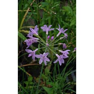 Thulbachia (Thulbachia violacea) - Vijverplant - 3 losse planten - Om zelf op te potten - Vijverplanten webshop