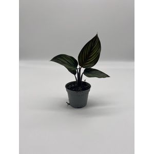 Calathea mieli - Calathea ornata 'Beauty Star' - Mooie baby kamerplant met kleurrijke strepen