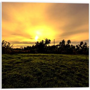 PVC Schuimplaat - Grasveld voor Zon verdwijnend achter Palmbomen - 50x50 cm Foto op PVC Schuimplaat (Met Ophangsysteem)