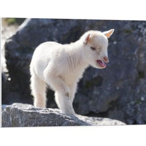 WallClassics - PVC Schuimplaat- Wit Babygeitje op Rots - 80x60 cm Foto op PVC Schuimplaat