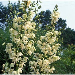 Plants Online - Tuinplanten - Vaste planten - Tuinplanten - Heesters - Set van 1 - Yucca filamentosa - 5 liter pot - Plant 30-40 cm