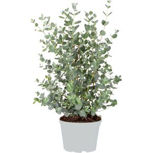 Eucalyptus gunnii - Gomboom - Heester - Groenblijvend - ⌀17 cm - 40-50 cm