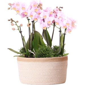 Kolibri Orchids | Roze Plantenset In Cotton Basket Incl. Waterreservoir | Drie Roze Orchideeën Andorra 9Cm En Drie Groene Planten Rhipsalis | Jungle Bouquet Roze Met Zelfvoorzienend Waterreservoir