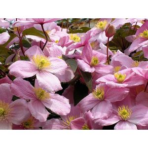Clematis mont. rubens 60-70cm - 2 stuks - roze geurende bloemen - veel bloemen -in pot
