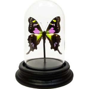 Opgezette Vlinder in Glazen Stolp - Graphium Weiskei
