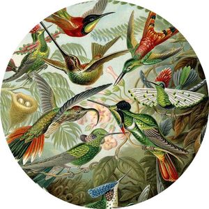 Trochilidae (of Kolibries), Ernst Haeckel - Foto op Behangcirkel - ⌀ 100 cm