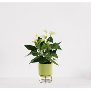 Anthurium Wit in sierpot Emma lime green – bloeiende kamerplant – flamingoplant – 40-50cm - Ø13 – geleverd met plantenpot – vers uit de kwekerij