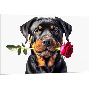 PVC Schuimplaat- Romantische Rottweiler Hond met Roos tegen Witte Achtegrond - 120x80 cm Foto op PVC Schuimplaat