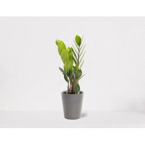 Zamioculcas in sierpot Babe grijs – luchtzuiverende kamerplant – eenvoudig te onderhouden emerald palm - 30-40cm - Ø13 – geleverd met plantenpot – vers uit de kwekerij
