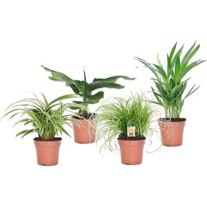 Mix van 4 diervriendelijke luchtzuiverende kamerplanten - Pot 12cm - Hoogte 20-40cm