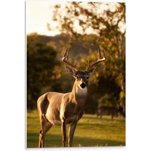WallClassics - PVC Schuimplaat- Bruin Hert in de Zon - 40x60 cm Foto op PVC Schuimplaat