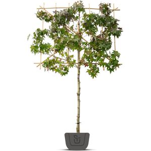Amberboom als leiboom | Lei-Liquidambar styraciflua Worplesdon | Stamomtrek: 10-12 cm | Stamhoogte: 120 cm | Rek: 150 cm