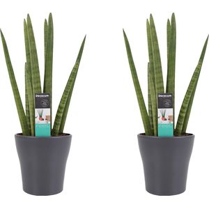 Goed & Groen - Decorum Duo Sansevieria Cylindrica met sierpot Anna grey - ↨ 35cm - Potmaat 12 - Kwaliteit Planten - Kamer Plant - Kamerplanten - Sfeer