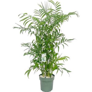 Chamaedorea Seifritzii | Hydrocultuur | 130cm hoog Ø27cm | Met ingebouwde watermeter