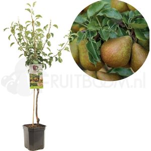 Perenboom - Pyrus Communis Gieser Wildeman - Stoofpeer