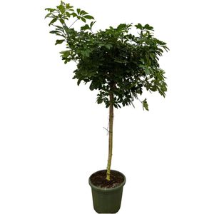 Vingerplant, Tropische Plant, Parapluplant, Groene Kamerplant, Schefflera Nora stam - 220 cm - Ø45cm