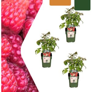 Tuinplantenshop.com | Frambozenplanten - Rubus idaeus - biologisch | 3 stuks - Ø13cm - 20cm hoog - Tuinplant - Groente & Fruit