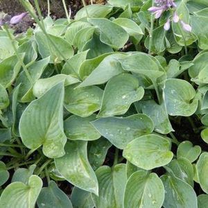 3x Hosta ‘Blue Cadet’ - Hartlelie - Pot 9x9 cm