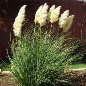 8 x Laag Pampasgras Wit XL - Hoog Siergras - Cortaderia selloana Pumila in C2(liter) pot met hoogte 10 - 40cm