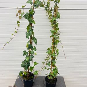 5 Stuks Hedera Helix (Klimop) - Hedera - Klimplant - Hedera Helix