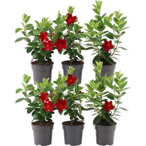 Klimplant – Mandevilla Sundaville Red (Mandevilla Sundaville Red) met bloempot – Hoogte: 20 cm – van Botanicly