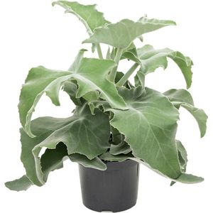 Vetplant – Olifantsoren (Kalanchoe Beharensis) – Hoogte: 50 cm – van Botanicly