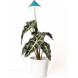 Parus by Venso SUNLiTE Kweeklamp 7W petrol blauw groen, LED groeilamp met telescopische staaf, groeilamp voor kamerplanten en groene planten